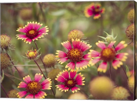 Framed Wild Blooms II Print