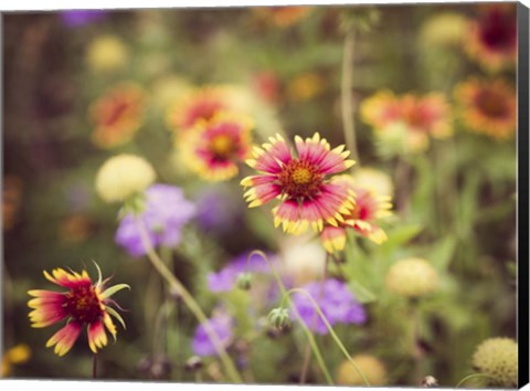 Framed Wild Blooms III Print