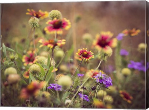 Framed Wild Blooms IV Print