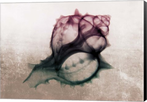 Framed Ombre Sea Shell X-Ray Print