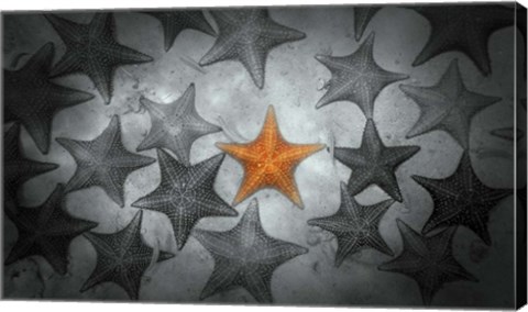 Framed Pop of Color Orange Starfish Print