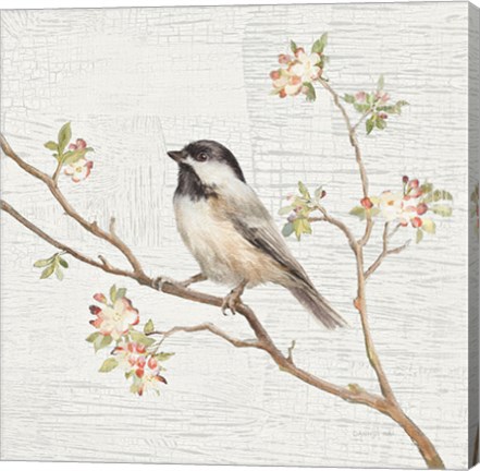 Framed Black Capped Chickadee Vintage Print