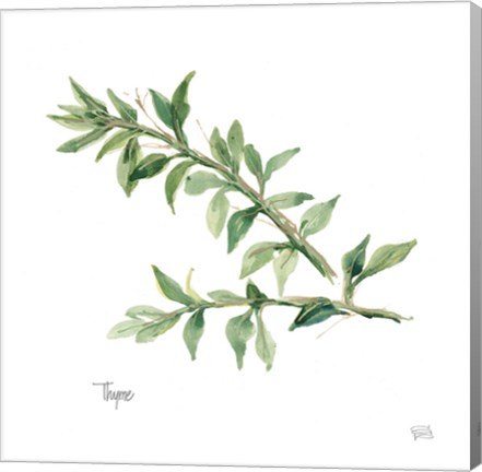 Framed Thyme Print