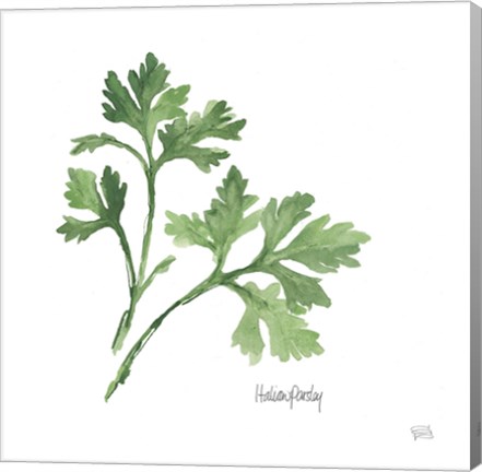 Framed Italian Parsley Print