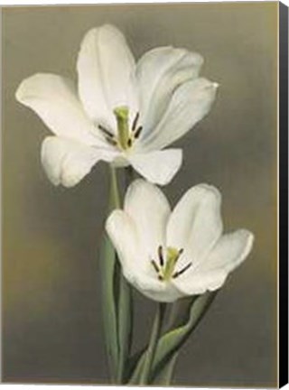 Framed Tulipani Print