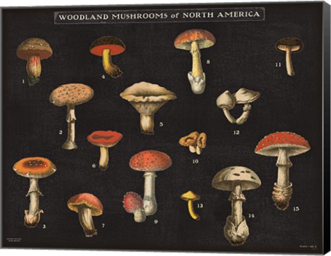 Framed Mushroom Chart I Print