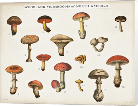 Framed Mushroom Chart I light Print