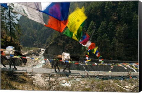 Framed Mule train on trail to Namche Bazaar, Larja Bridge, Khumbu, Nepal Print