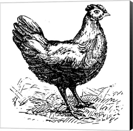 Framed Chicken Scratch Print