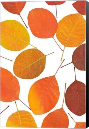Framed Brown Leaves Print