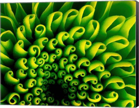 Framed Green Design 1 Print