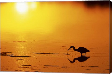 Framed Little Blue Heron at sunset, J.N.Ding Darling National Wildlife Refuge, Florida Print