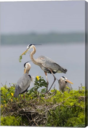 Framed Great Blue Heron and Chicks Print