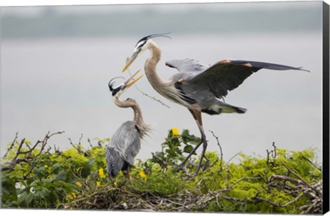 Framed Great Blue Heron (Ardea herodias) Print