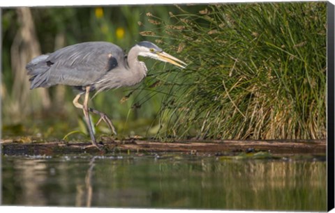 Framed Great Blue Heron stalks for food, Lake Washington, Seattle. Print