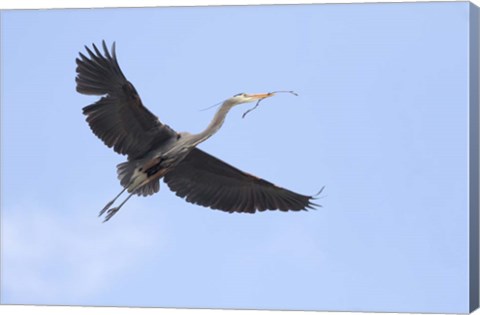 Framed Washington State, Redmond, Great Blue Heron Print