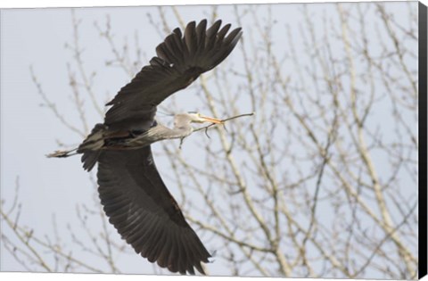 Framed Great Blue Heron, flying back to nest with a stick Print