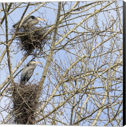 Framed Great Blue Herons, on nest at rookery Print