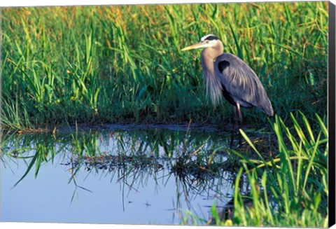 Framed Great Blue Heron in Taylor Slough, Everglades, Florida Print