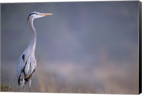 Framed Great Blue Heron Print