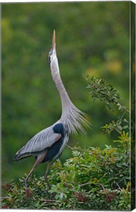 Framed Great Blue Heron Displaying the Sky Point Courtship Ritual Print