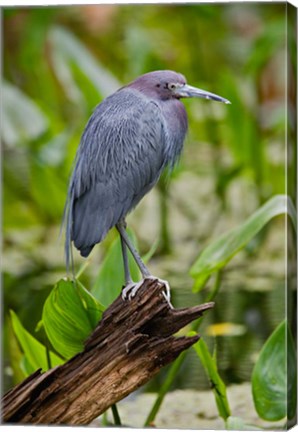 Framed Little Blue Heron, Corkscrew Swamp Sanctuary, Florida Print
