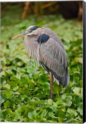 Framed Great Blue Heron bird Corkscrew Swamp  Florida Print