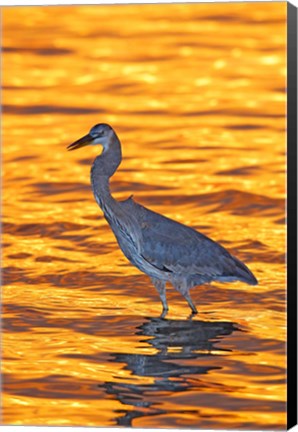 Framed Great Blue Heron in Golden Water at Sunset Print