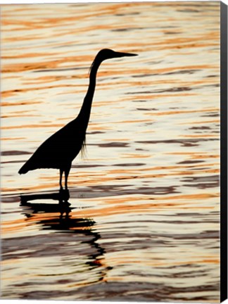 Framed Silhouette of Great Blue Heron in Water at Sunset Print