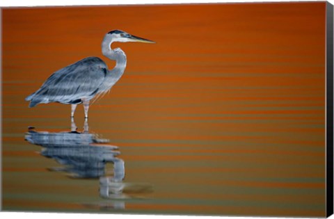 Framed Great Blue Heron in Water at Sunset Print