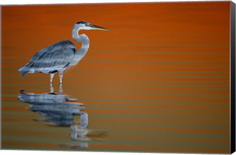 Framed Great Blue Heron in Water at Sunset Print