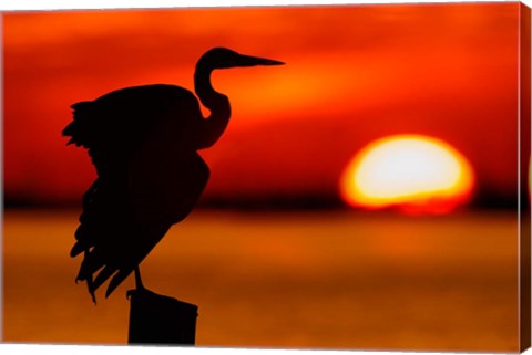 Framed Silhouette of Great Blue Heron Stretching Wings at Sunset Print