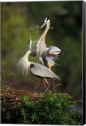 Framed Great Blue Herons in Courtship Display Print