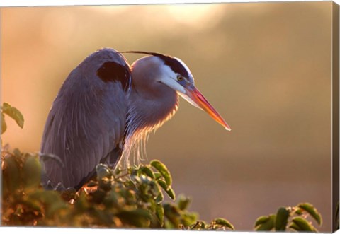 Framed Great Blue Heron Perches on a Tree at Sunrise in the Wetlands Print