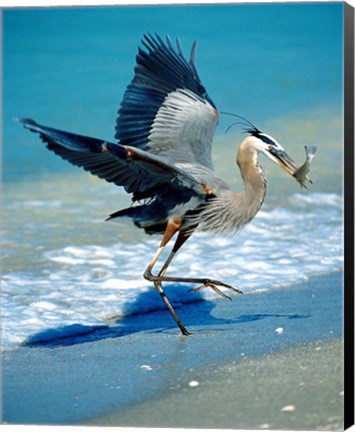 Framed Florida Captiva Island Great Blue Heron bird Print