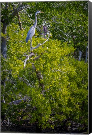 Framed Florida Great Blue Heron, bird, Rookery Bay Print