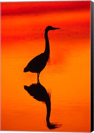 Framed Great Blue Heron Fishing at Sunset Print