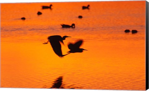 Framed Great Blue Herons Flying at Sunset Print