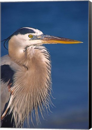 Framed Great Blue Heron, Florida Print