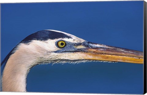 Framed Great Blue Heron, Sanibel Island, Florida Print