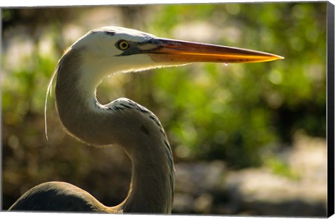 Framed Great Blue Heron, Florida Print