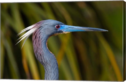 Framed Florida St Augustine, Little Blue Heron at the Alligator Farm Print