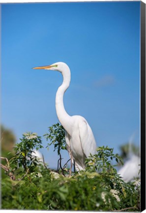 Framed Florida Orlando Great Blue Heron Print