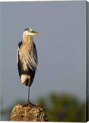 Framed Great Blue Heron bird, Viera wetlands, Florida Print