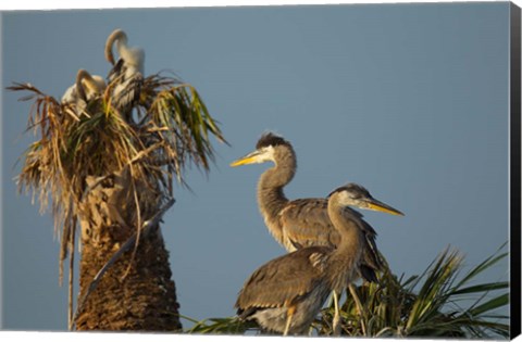 Framed Great Blue Heron bird, Viera wetlands, Florida Print