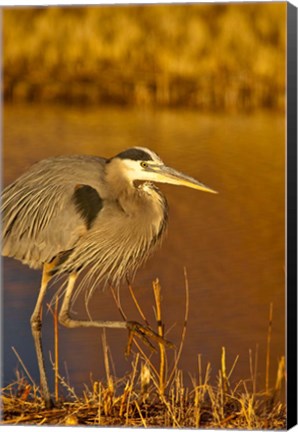 Framed Great Blue Heron bird, Bosque del Apache, New Mexico Print