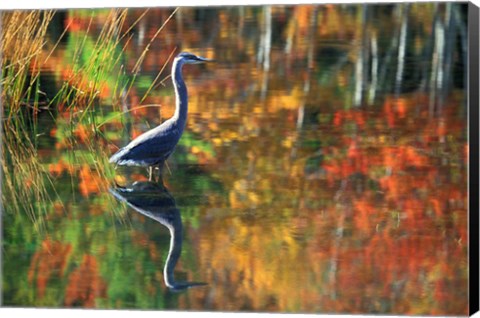 Framed Great Blue Heron in Fall Reflection, Adirondacks, New York Print