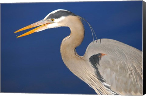 Framed Great Blue Heron bird, Commonwealth Lake Park, Beaverton, Oregon Print