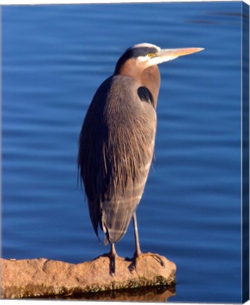 Framed Great Blue Heron in the Rhododendron Garden, Portland, Oregon Print