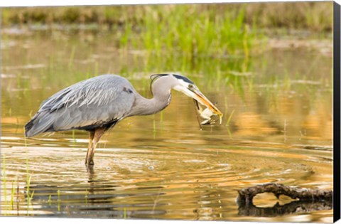 Framed Great Blue Heron bird, William L Finley NWR, OR Print